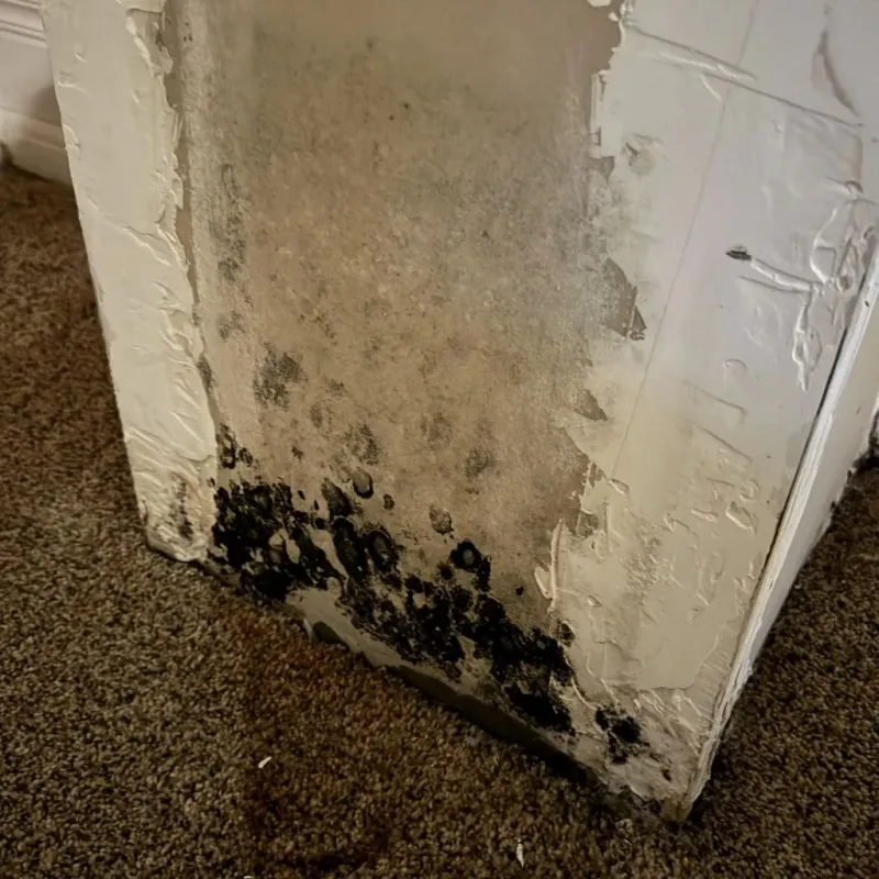 Professional Mold Removal in Amherst, NY